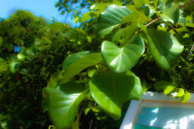 Image result for Sarcocephalus