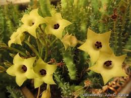 Image result for Huernia