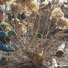 Hortensien Schneiden So Wird S Gemacht Hortensien Garten Garten Pflanzen Garten