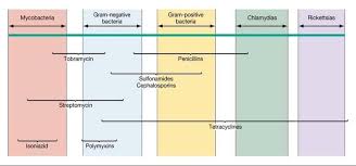 spectrum of antibiotic activity respiratory therapy