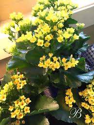 Bank Of Memories Flowers Indoor Flowers Kalanchoe Flowers Flowers