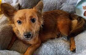Www.facebook.com/cleanslatecaninerescuerehabilitation orcleanslaterescue@gmail.com if interested in. Eugene Or Dachshund Meet Myrtle A Pet For Adoption Pets Dachshund Adoption Pet Adoption