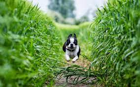 Check spelling or type a new query. Honden Wallpapers Honden Foto S Mooie Achtergronden