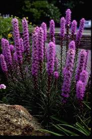 When planning your perennial garden, keep in mind the fact that some of these plants could be around for many years to come. Purple Liatris Flowers Perennials Tall Plants Planting Flowers