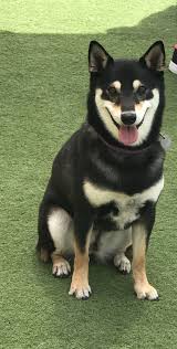 Black And Tan Shiba Inu Chihuahua Mix Happy Shiba Black N Tan