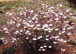 Image result for Trichodesma physaloides