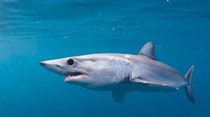 Let us know what you think in the comments below!extinct is the animation movie by david silverman.plot: Op Ed Cites Talks Bring Opportunity To Save Endangered Sharks