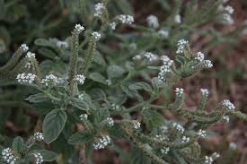 Image result for Heliotropium lineare