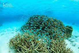 はいむるぶし photonews フォトニュース 風景 スクーバダイビング 美しい風景