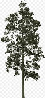 The norfolk island pine is a plant native to the south pacific. Norfolk Island Pine Png Images Pngegg