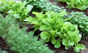 Separate soil tests should be used for: 5 Common Vegetable Gardening Mistakes To Avoid Stoney Creek Farm