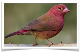 Finch Very Small Birds Of South Africa Pin On Finch Finch Finch