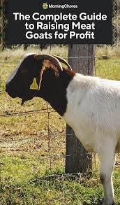 The Complete Guide To Raising Meat Goats For Profit In 2020 Goats Boer Goats Goat Care