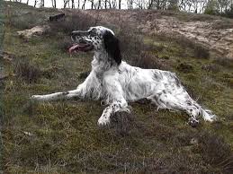 They display tender behavior towards children. Golden Retriever Dalmatian Mix Happy Ending Golden Retriever Dog Forums