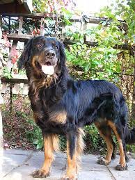 file h17t jpg hovawart hovawart dog hunde