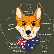 Pin On Dingoes