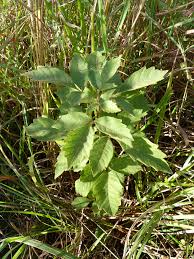 Image result for Searsia dentata