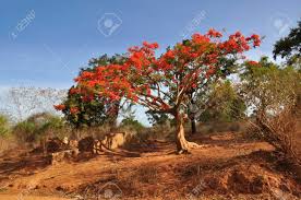 Orange colour flowers in sri lanka. Royal Poinciana Tree Delonix Regia Blooming Colourfully Here Stock Photo Picture And Royalty Free Image Image 107738689
