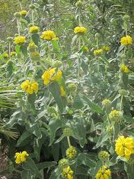 Image result for Phlomis fruticosa