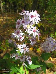 White Wood Aster Aster Divaricatus Family Aster Asteraceae Habitat Dry Woods Height 1 3 Feet Fl Plant Photography Colorful Flowers Native Plants