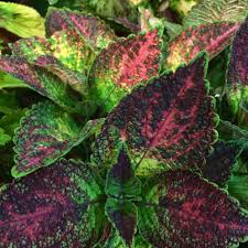 Image result for Coleus sylvestris