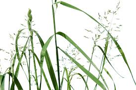 Image result for Poa