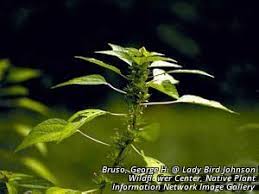 Image result for Acalypha pubiflora