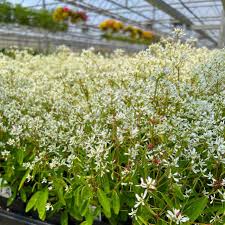 Image result for Euphorbia hypericifolia