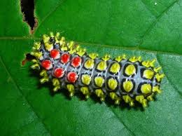 Black And Yellow Striped Caterpillar Identification Uk Caterpillar Larva Of Black Veined Burnet Moth Cyclosia