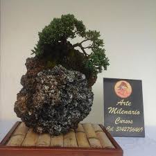 The village is a pleasant neighborhood in omiya (a suburb of tokyo). Bonsai Zen Colombia Bonsaizen Twitter