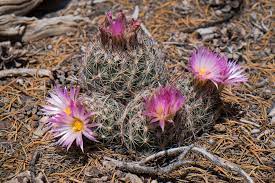 You probably have a thanksgiving cactus! Identifying The Most Common Types Of Cactus In Southern Utah Stone Tree Landscaping St George Utah