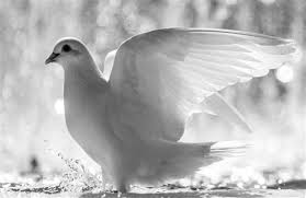 Black And White Images Hd Wallpaper Download White Dove Bird Hd Wallpaper Dove Pictures White Doves White Pigeon