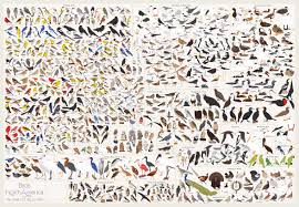 All The Birds That You Can See In North America Earthly