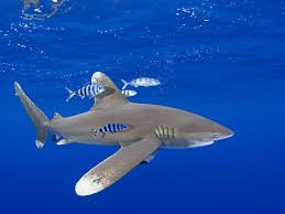 Shark Species Wwf