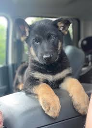 Color:the most recognizable color of german shepherd puppies for sale is solid black and tan. Buffalo Akc Shepherds Home Facebook