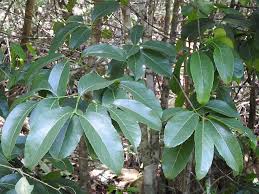 Image result for Elaeodendron