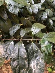 Image result for Oncinotis