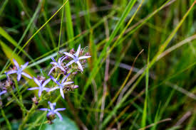 Image result for Wahlenbergia huttonii