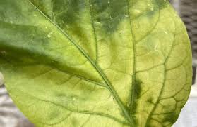 Image result for Alfalfa mosaic virus