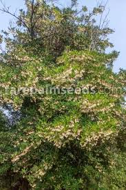 Image result for Gymnosporia maranguensis