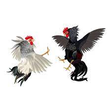 Pelea De Gallos Banco De Fotos E Imagenes De Stock Istock