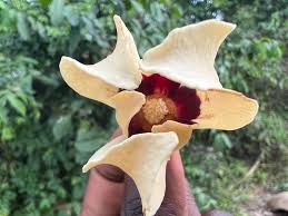 Image result for Cola mossambicensis