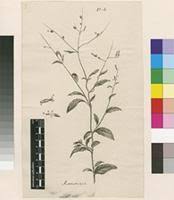 Image result for Schwenckia