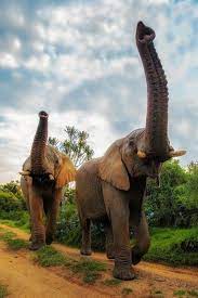 doga yuruyusu hayvan hayvanlar afrika safari