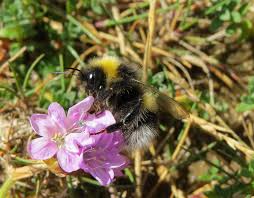 Image result for Bombus magnus