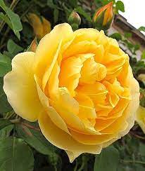 Graham Thomas Climbing Rose Graham Thomas Rose Climbing Roses David Austin Roses