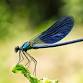 STEM - Science | Dragonflies in Your Garden event image