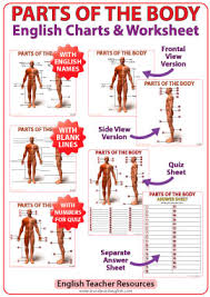 parts of the body photos and english vocabulary