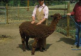Alpaca, llama & camel genetic testing. Management Of Llamas And Alpacas Exotic And Laboratory Animals Veterinary Manual