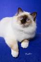 Birman Cat Colors - Bikhata Birmans ... exclusively since 1983
